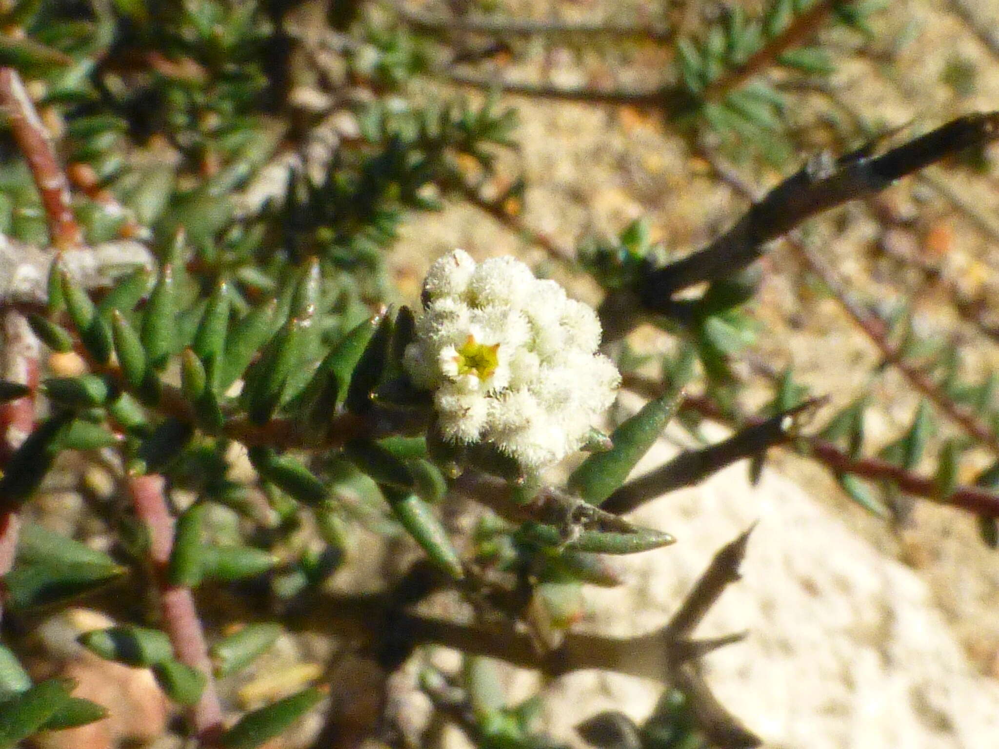 Image of Phylica stenopetala Schltr.