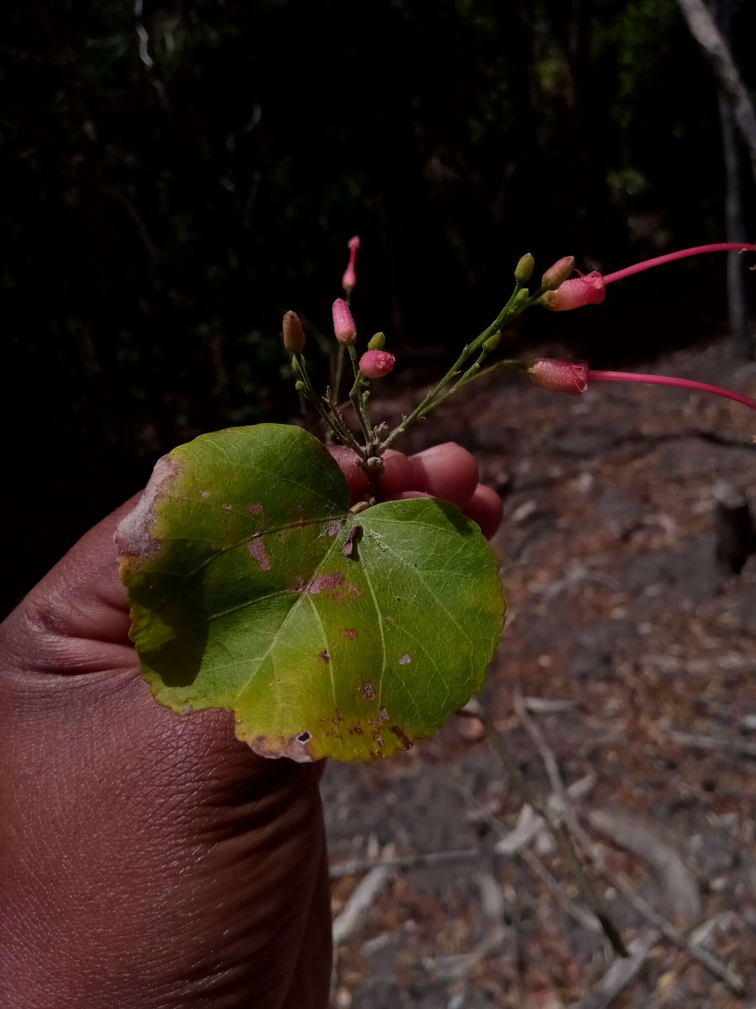 Image of Helicteropsis