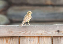 Image of Emberiza citrinella erythrogenys Brehm & CL 1855