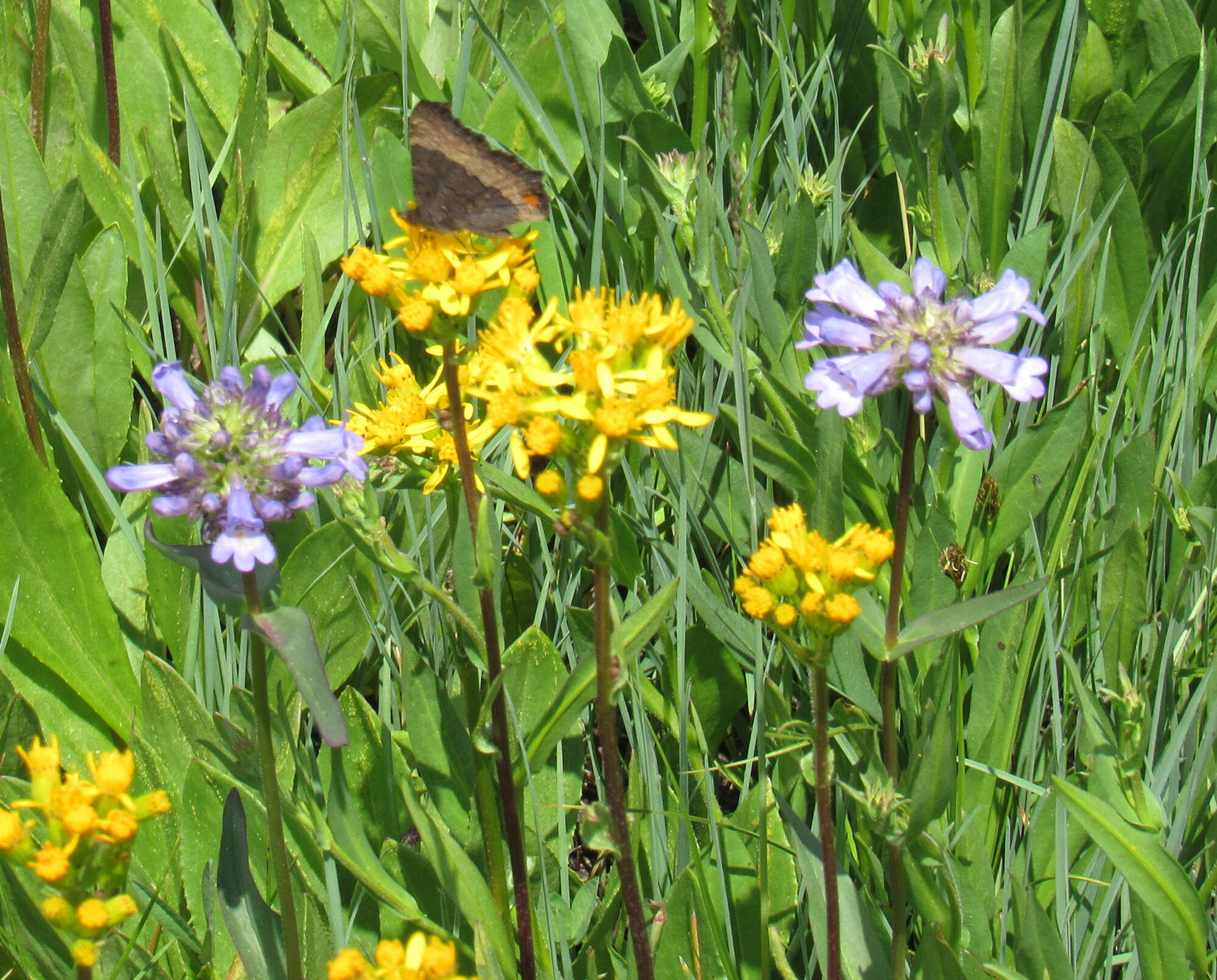 Image of Globe Beardtongue