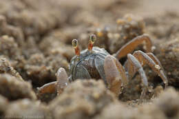 Image of Dotilla myctiroides (H. Milne Edwards 1852)