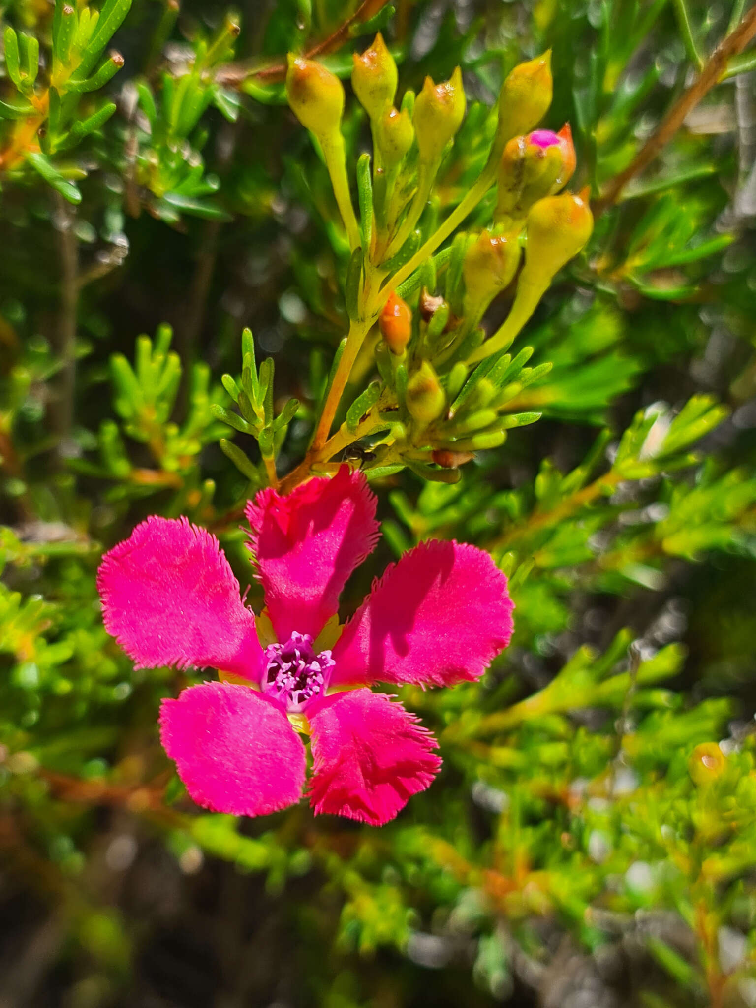 Imagem de Pileanthus filifolius Meissn.