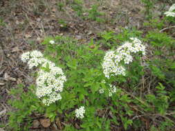 Image of Spiraea media Franz Schmidt