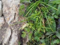 Image of Aruncus sylvester var. astilboides (Maxim.) Makino