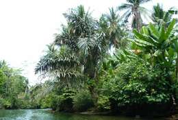 Image of sugar palm