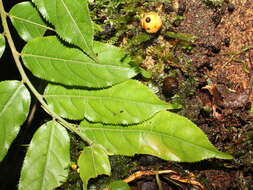 Image of Apodanthes caseariae Poit.