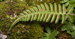 Image of Blechnum laevigatum Cav.