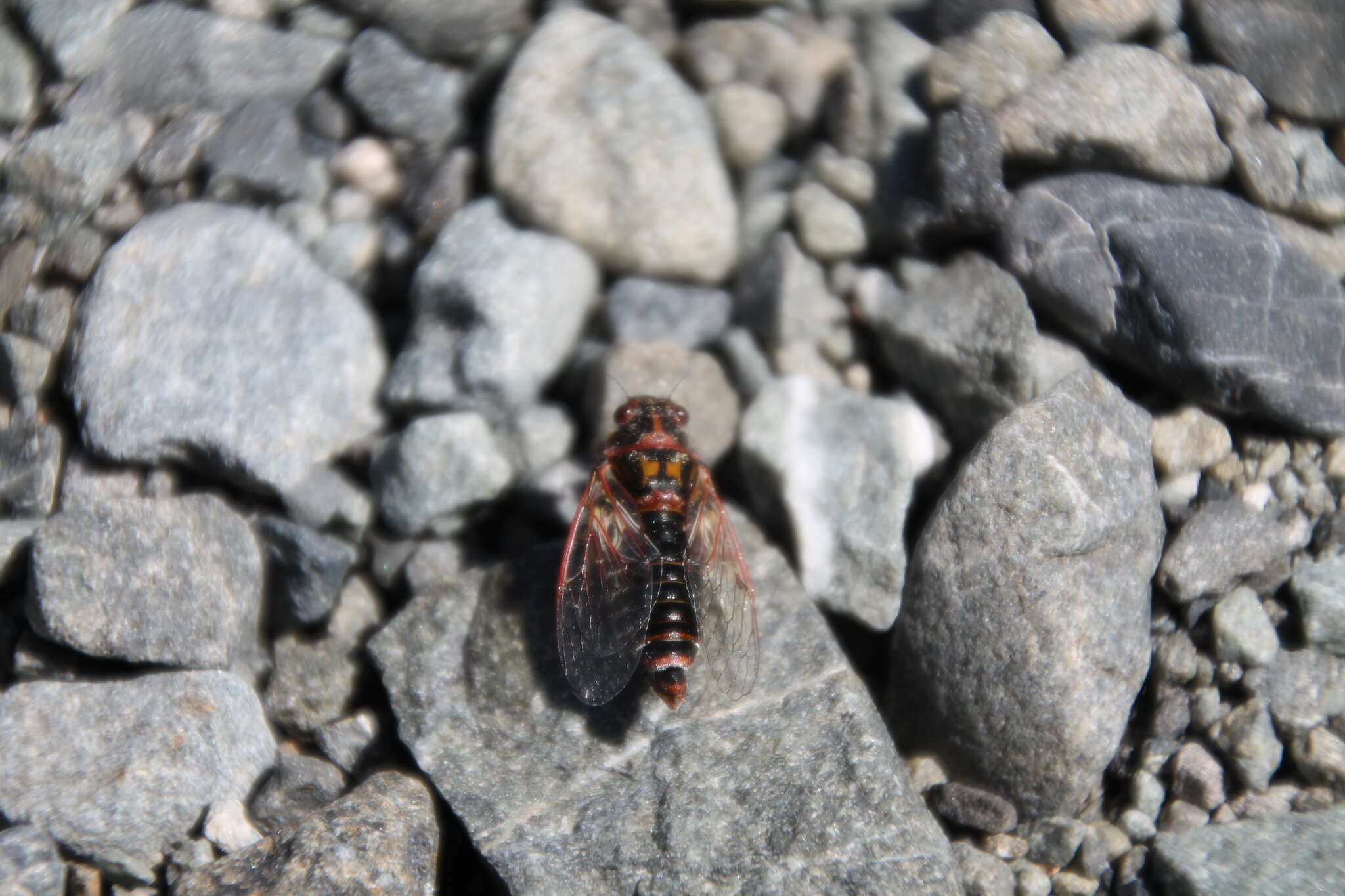 Image of Campbell’s cicada