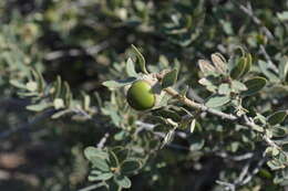 Image of Quercus microphylla Née