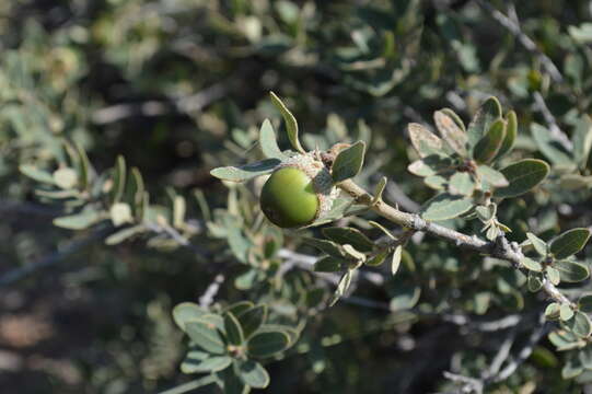 Image of Quercus microphylla Née