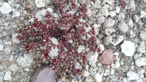 Image of Sedum vinicolor S. Wats.