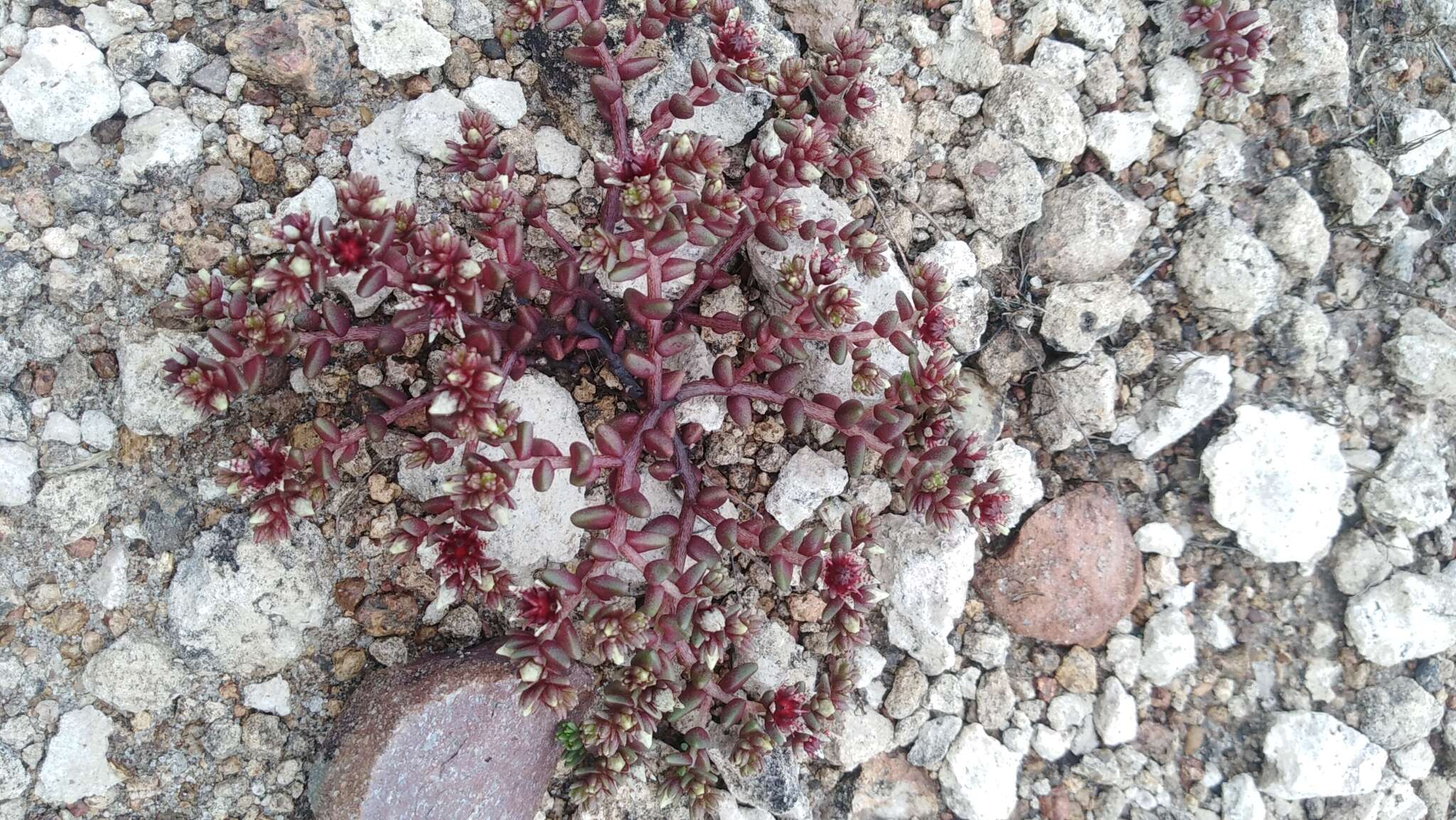 Image de Sedum vinicolor S. Wats.