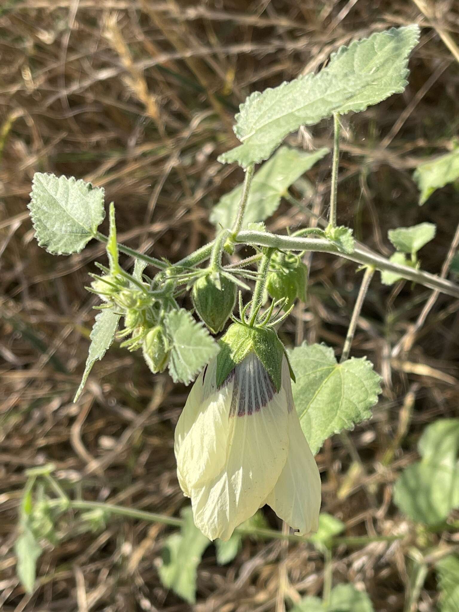 Hibiscus vitifolius L.的圖片