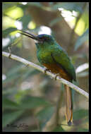 Image of Bluish-fronted Jacamar