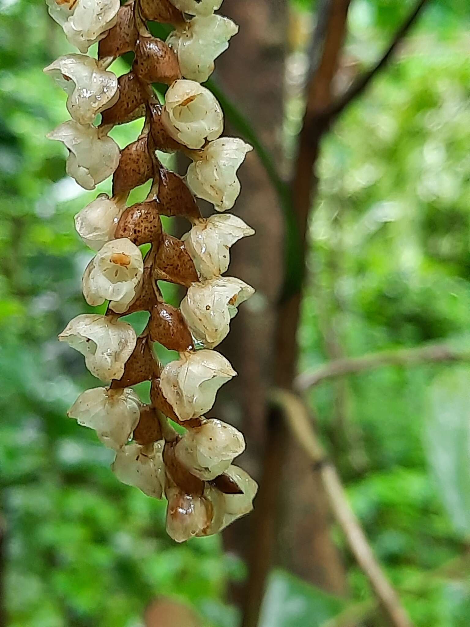 Image of Common rattlesnake orchid