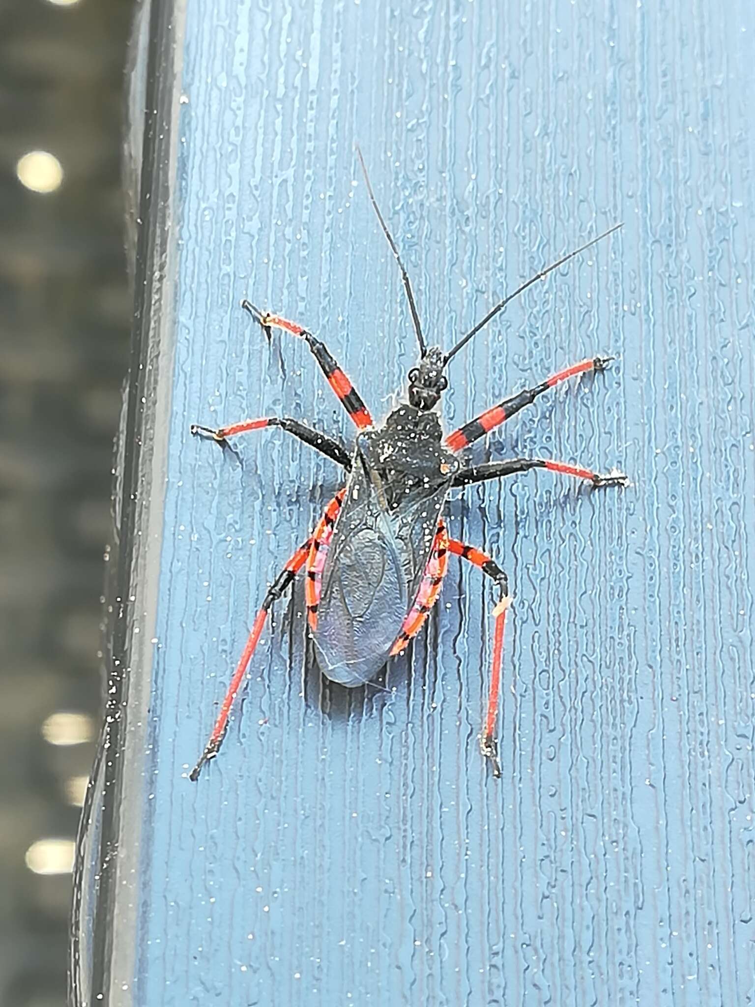 Plancia ëd Rhynocoris annulatus (Linnaeus 1758)