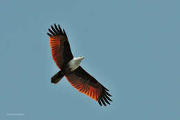 Image of Brahminy Kite