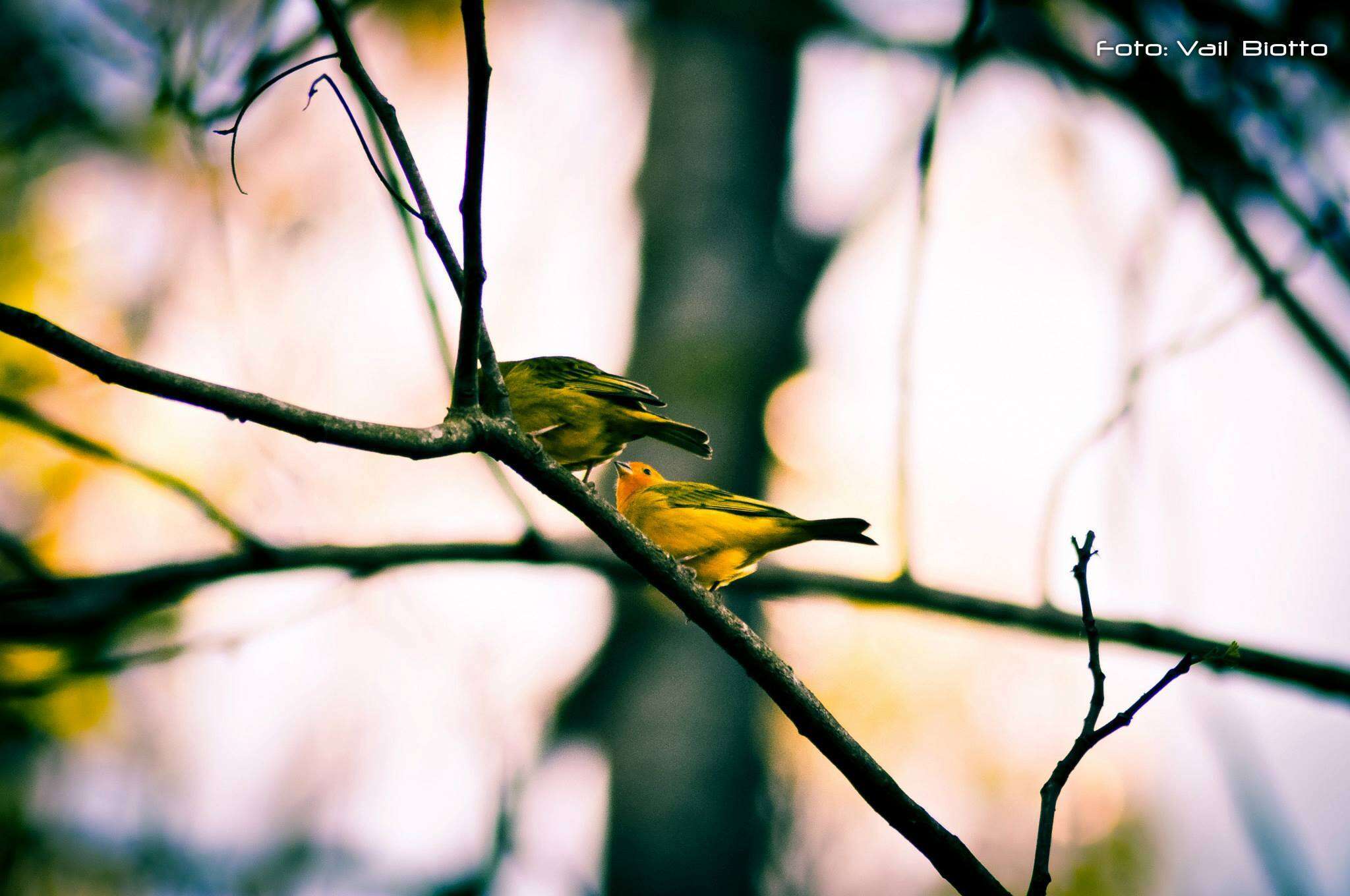 Image of Saffron Finch