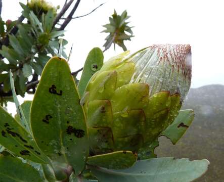 Image of Wagon tree