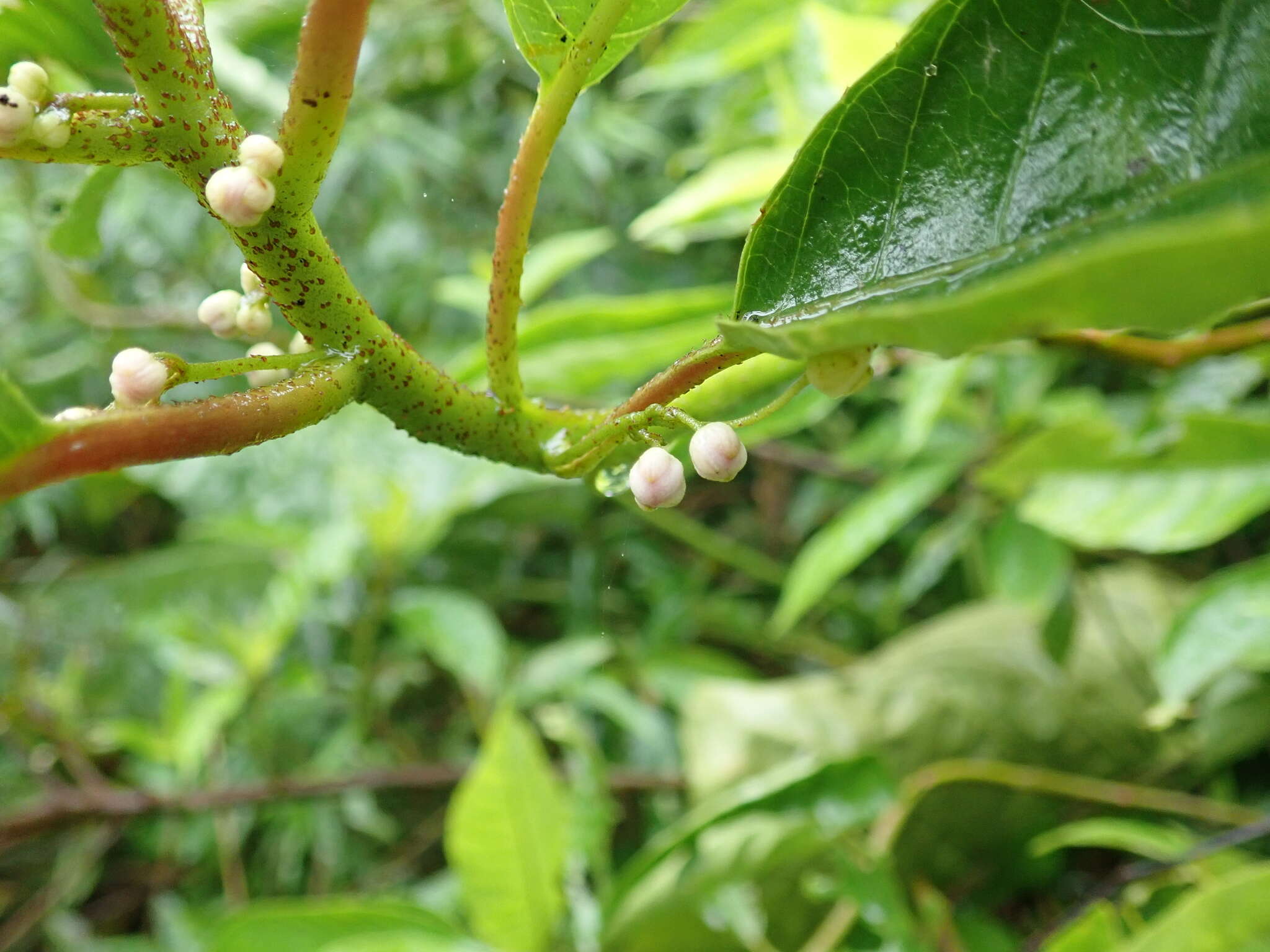 Image of Saurauia tristyla DC.