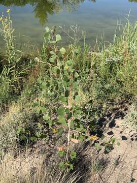 Image of Populus deltoides subsp. wislizenii (S. Wats.) Eckenwalder