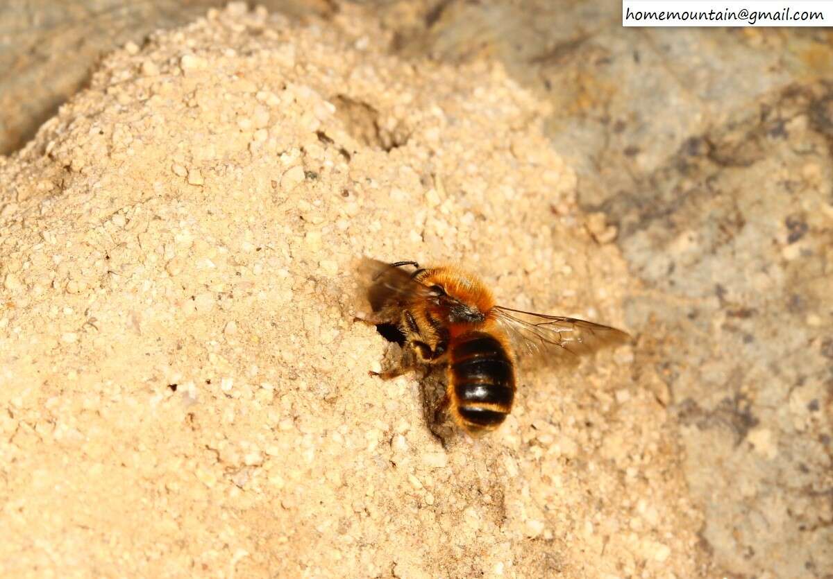 Image of Osmia jacoti Cockerell 1929