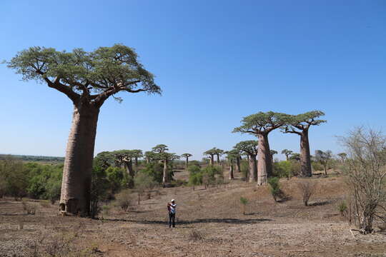 Image de Adansonia grandidieri Baill.