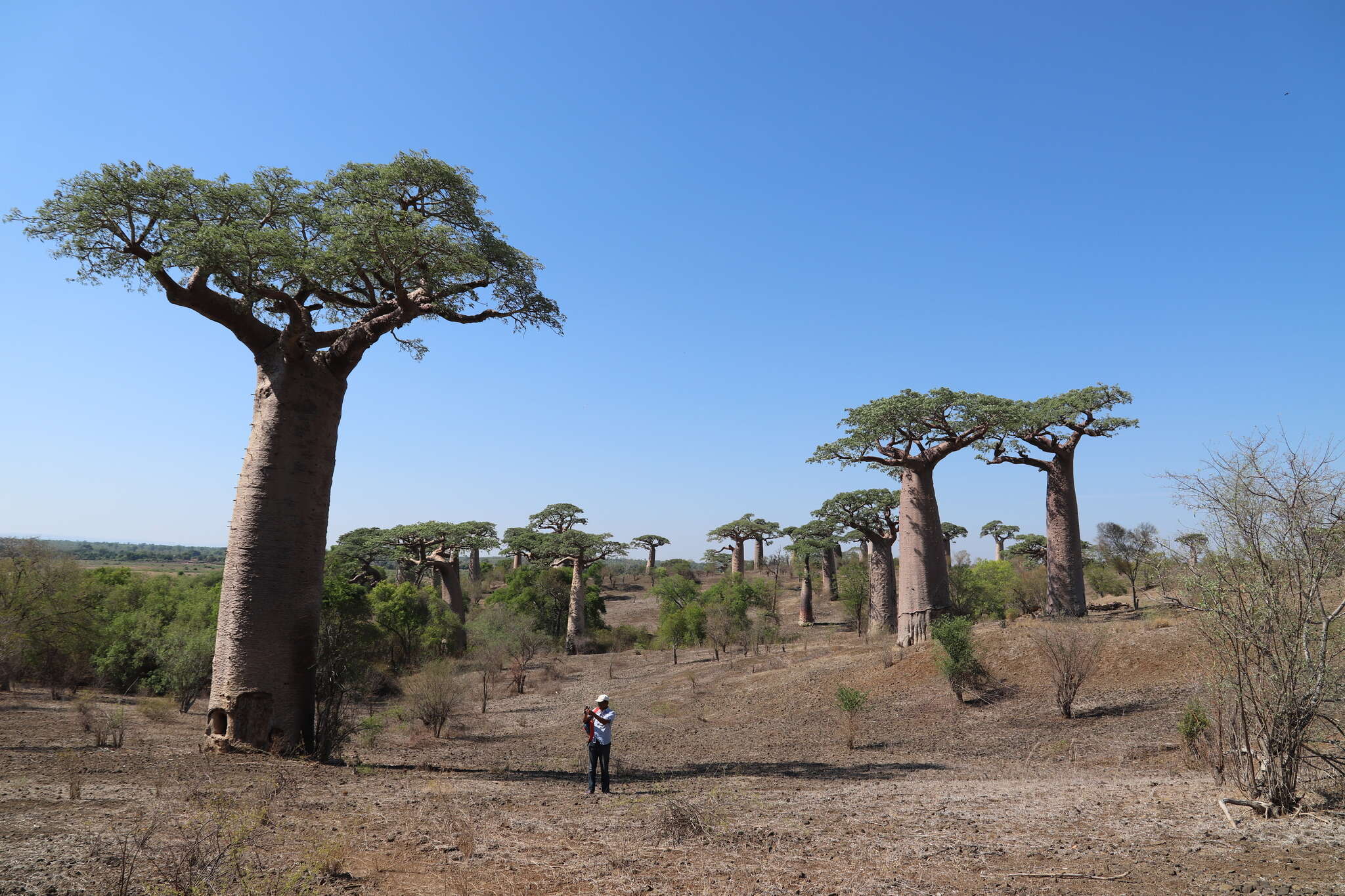 Image of Grandidier’s baobab