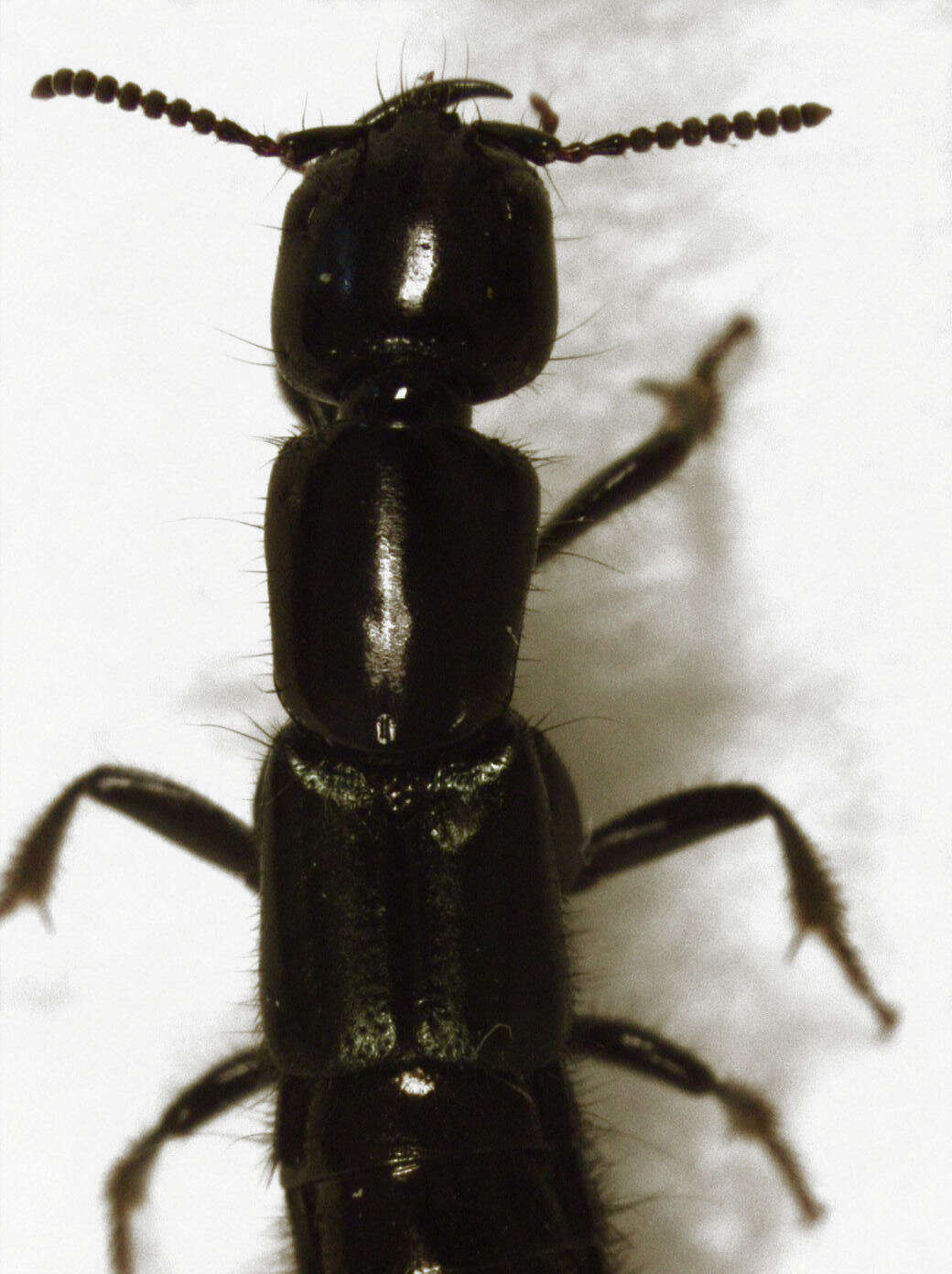 Image of Thyreocephalus orthodoxus (Olliff 1887)