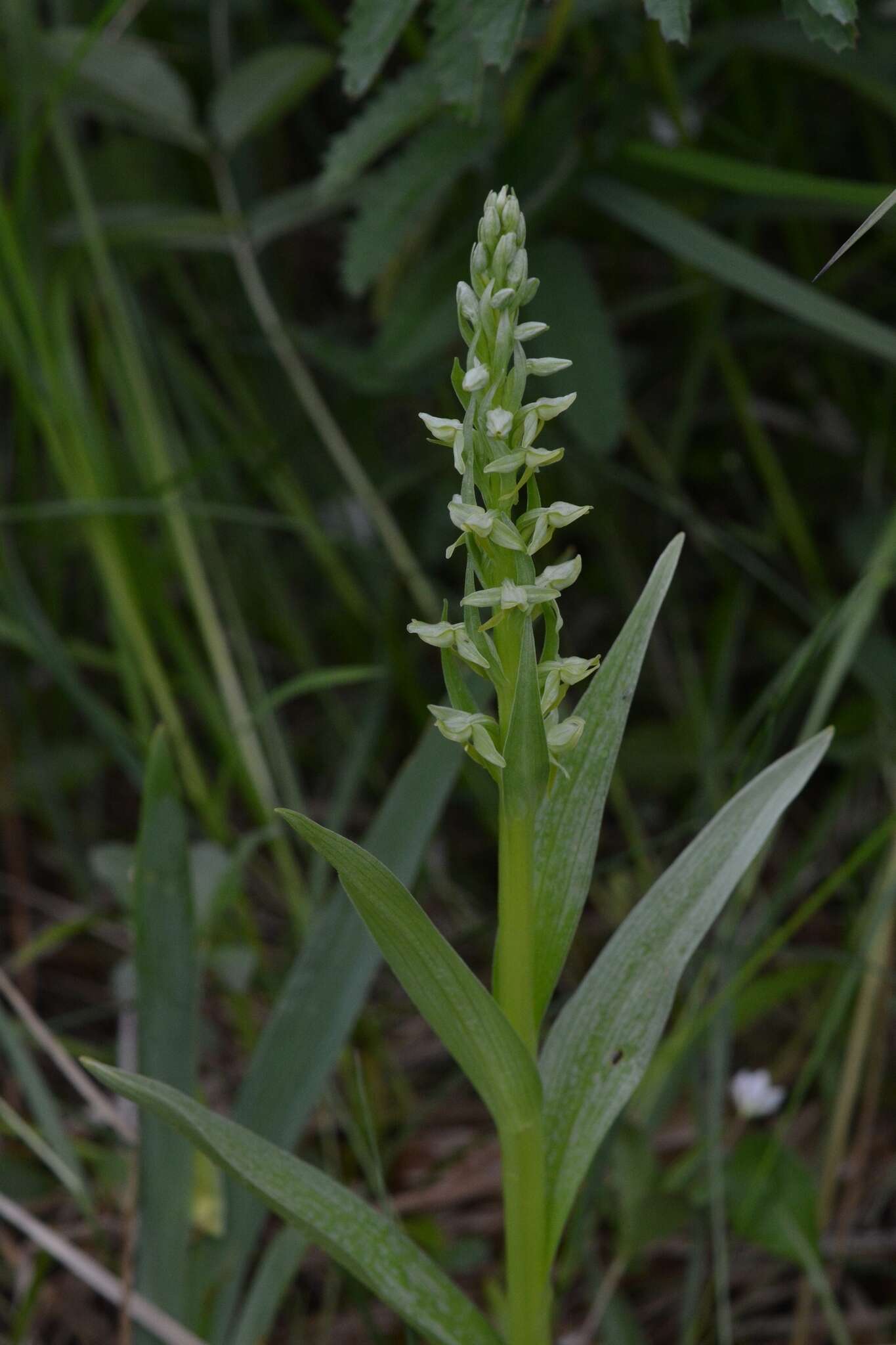 Image of Platanthera convallariifolia (Fisch. ex Lindl.) Lindl.