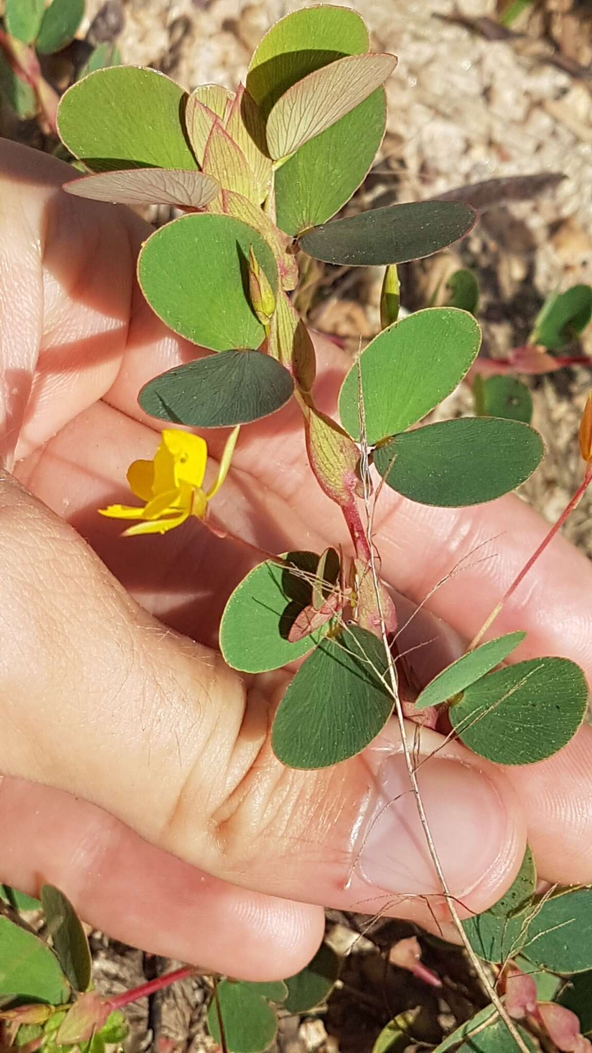 Image of Two-Leaf Sensitive-Pea