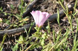 Image of annual mallow