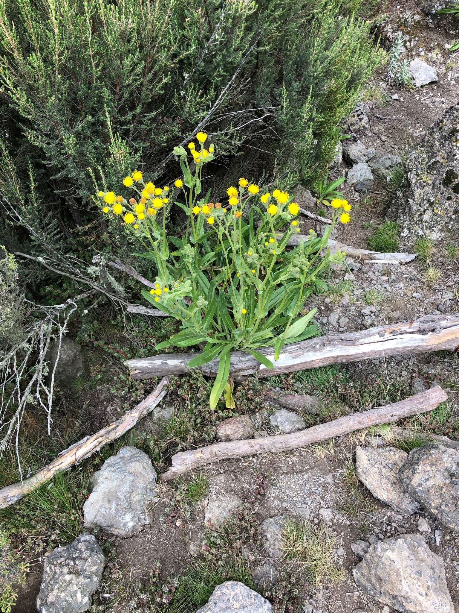 Image of Senecio schweinfurthii O. Hoffm