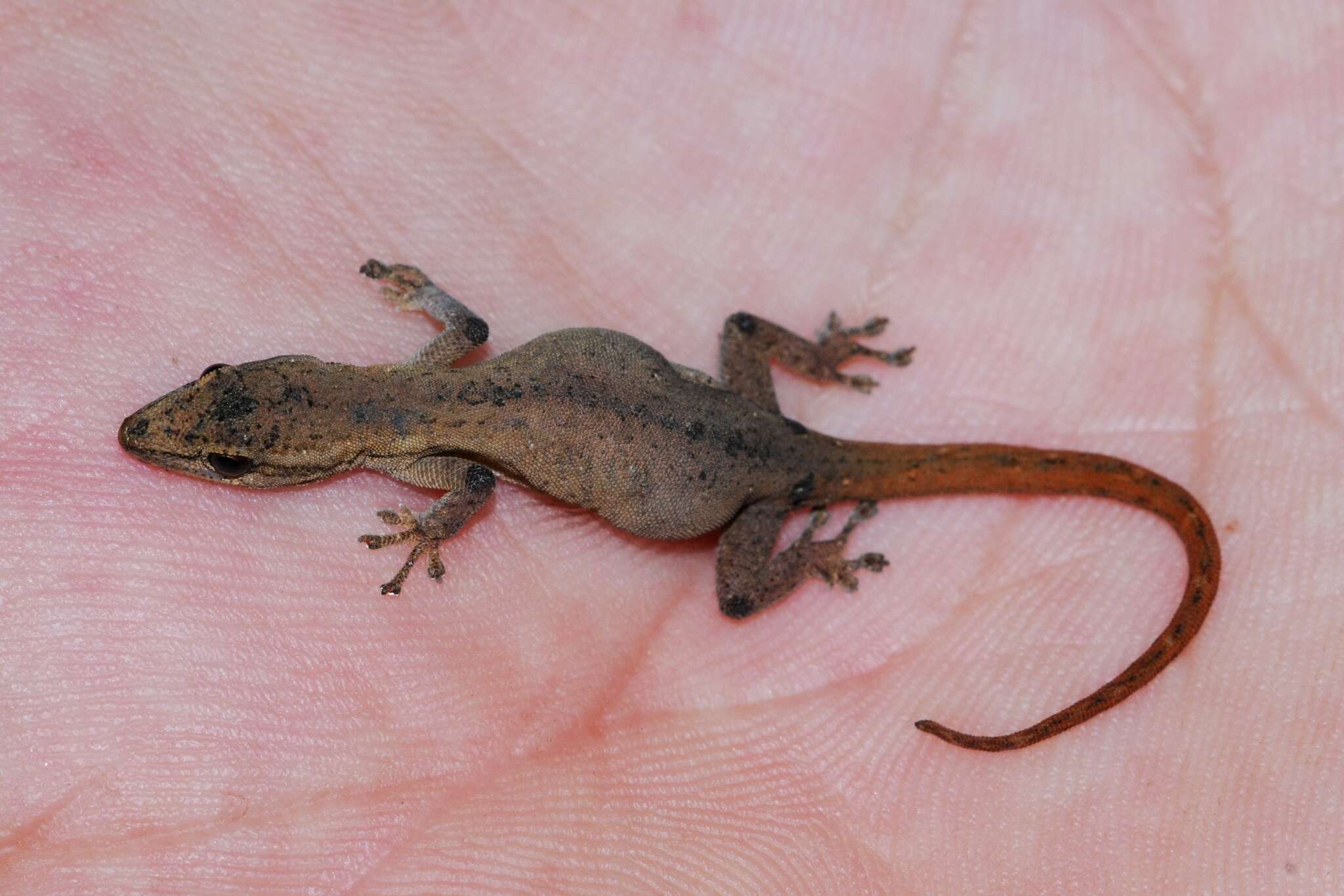 Image of Lygodactylus grotei Sternfeld 1911