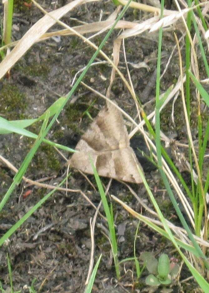 Image of Forage Looper