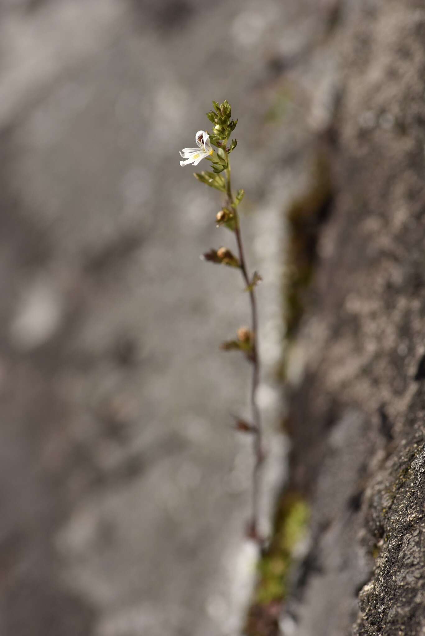 Image of Euphrasia wettsteinii G. L. Gusarova