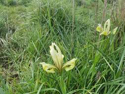 Image of Grant Duff's Iris