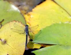 Image of Long Skimmer