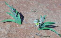 Image of Gladiolus arcuatus Klatt