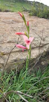 Image of Gladiolus oppositiflorus Herb.