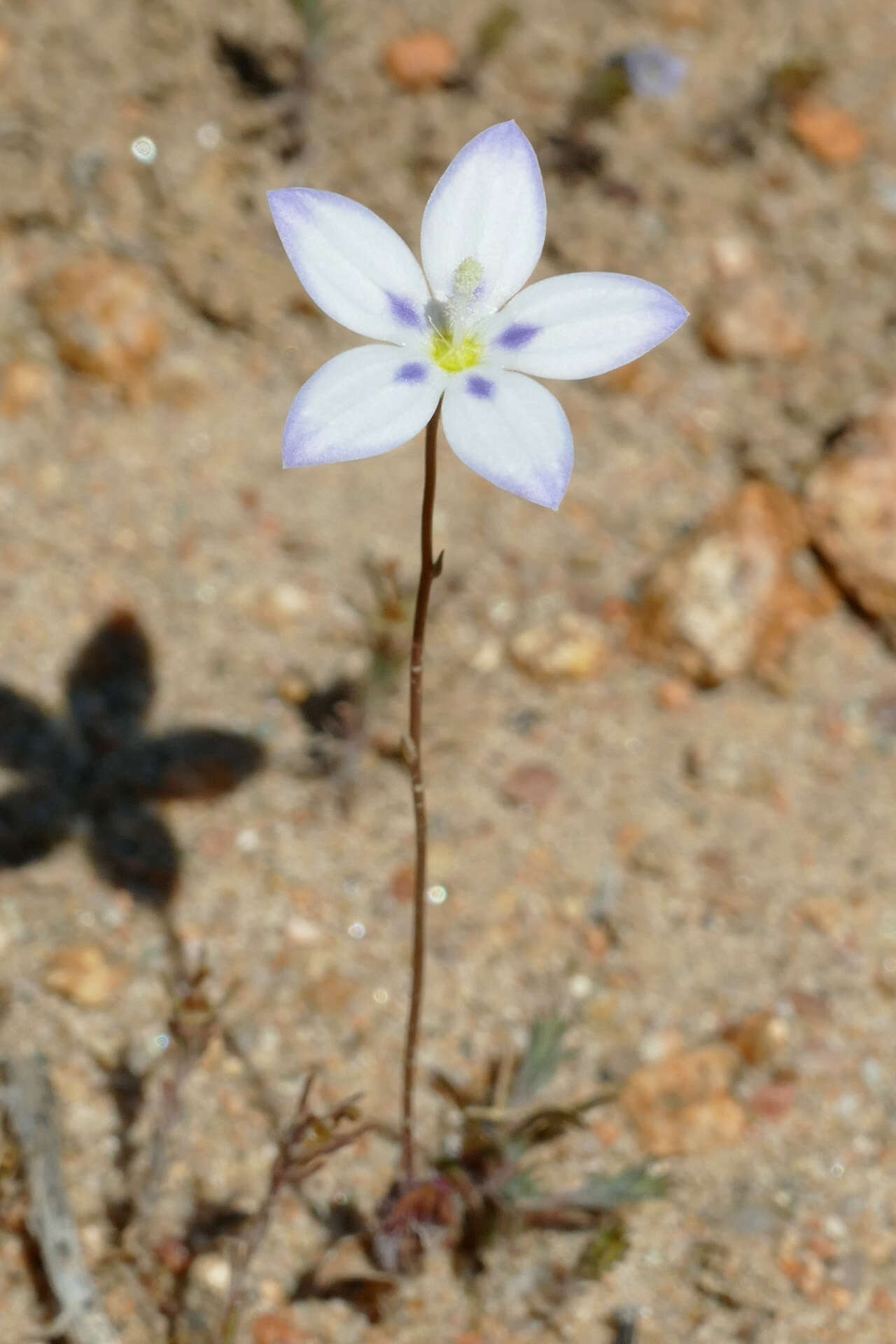 Image of Wahlenbergia annularis A. DC.