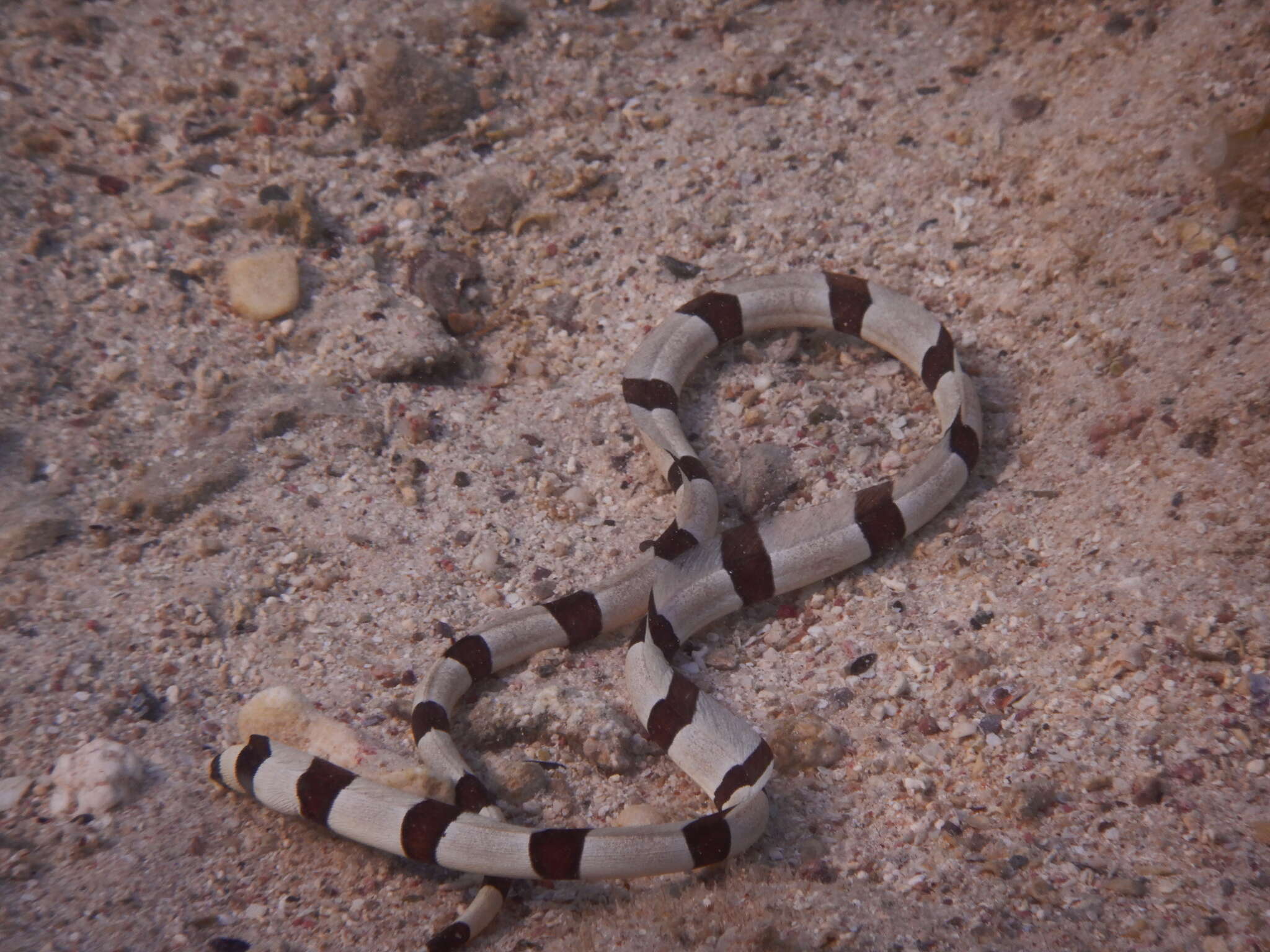 Image of Banded snake eel