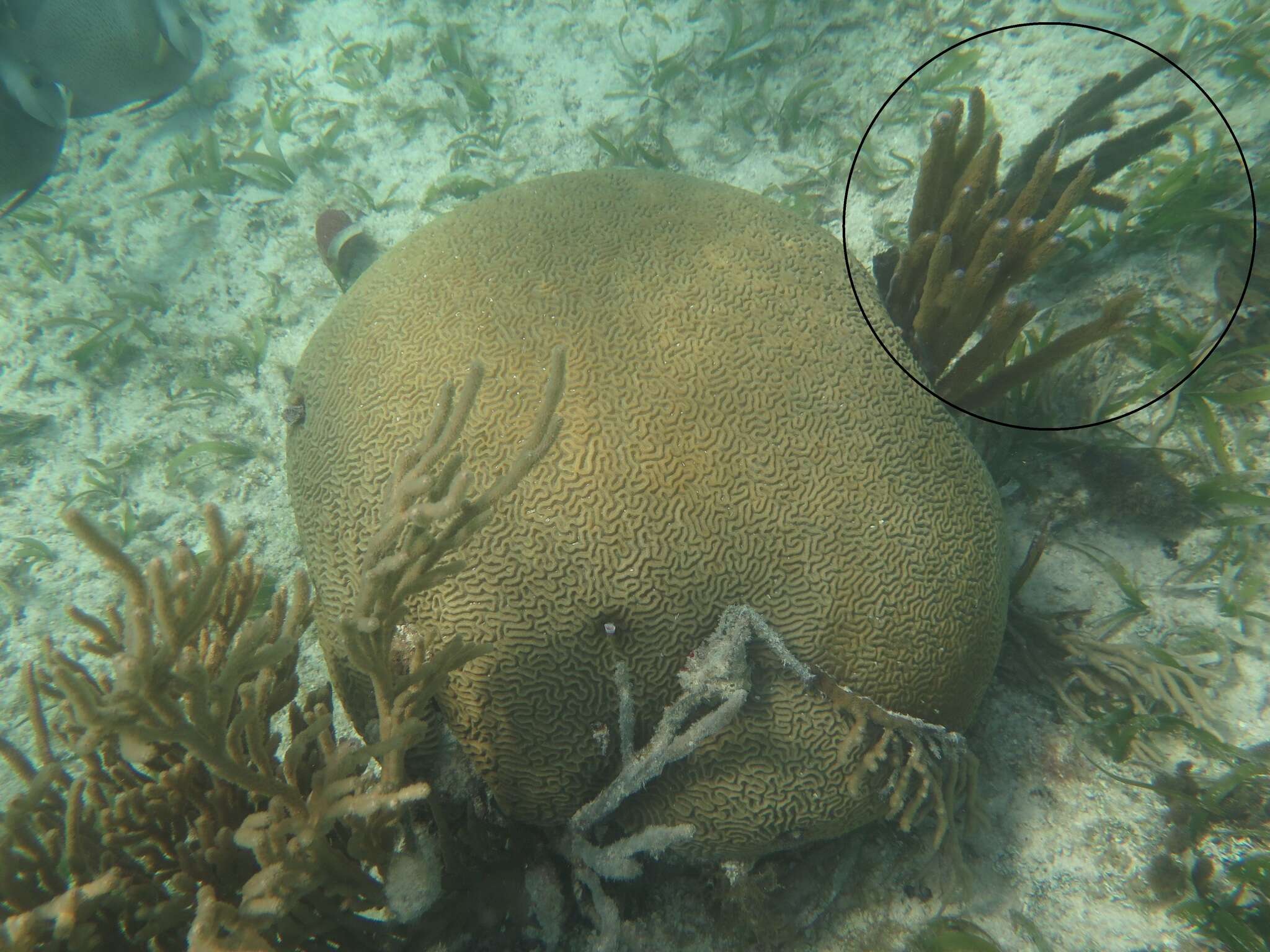 Image of corky sea finger