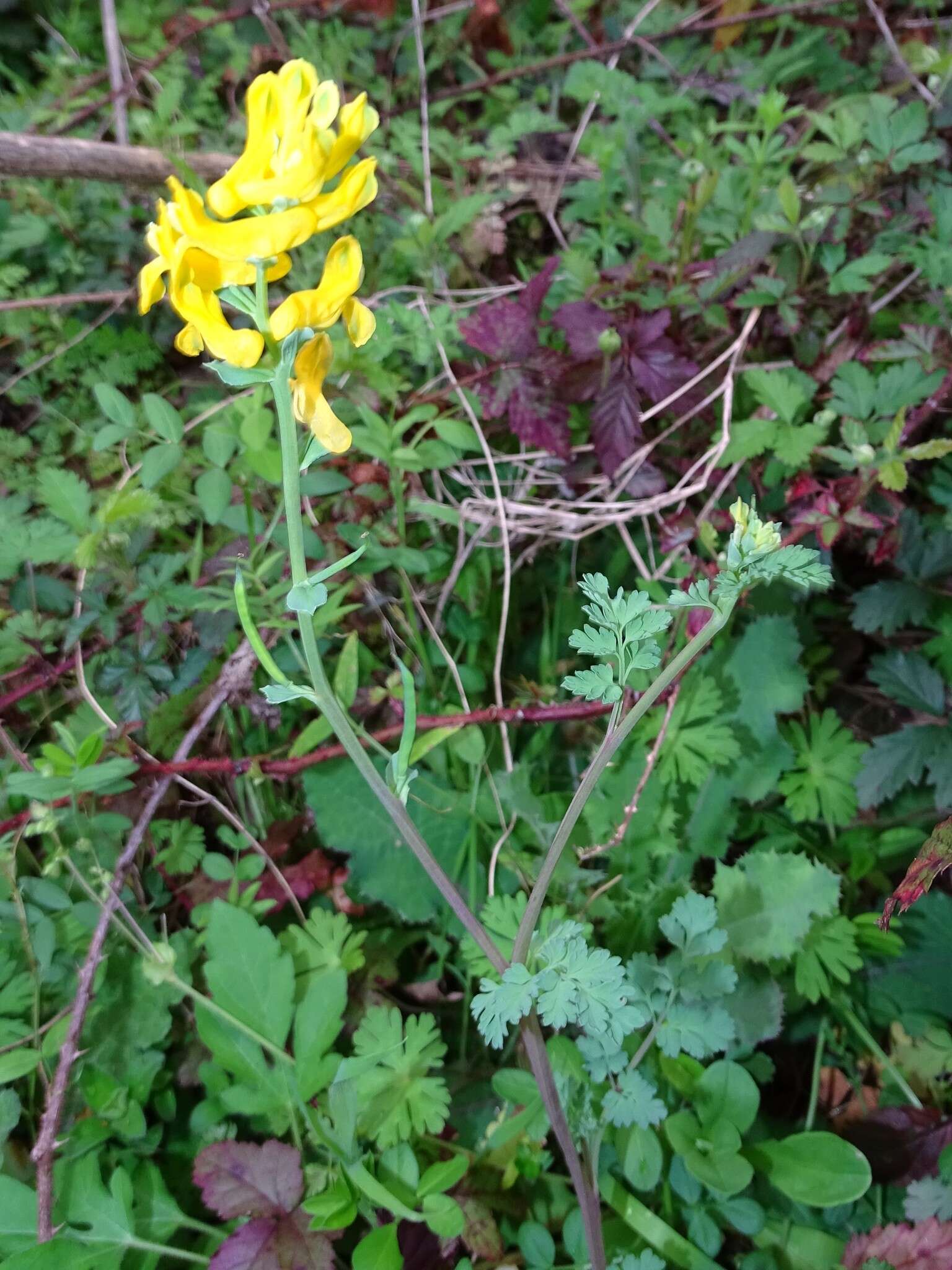 Image of smallflower fumewort