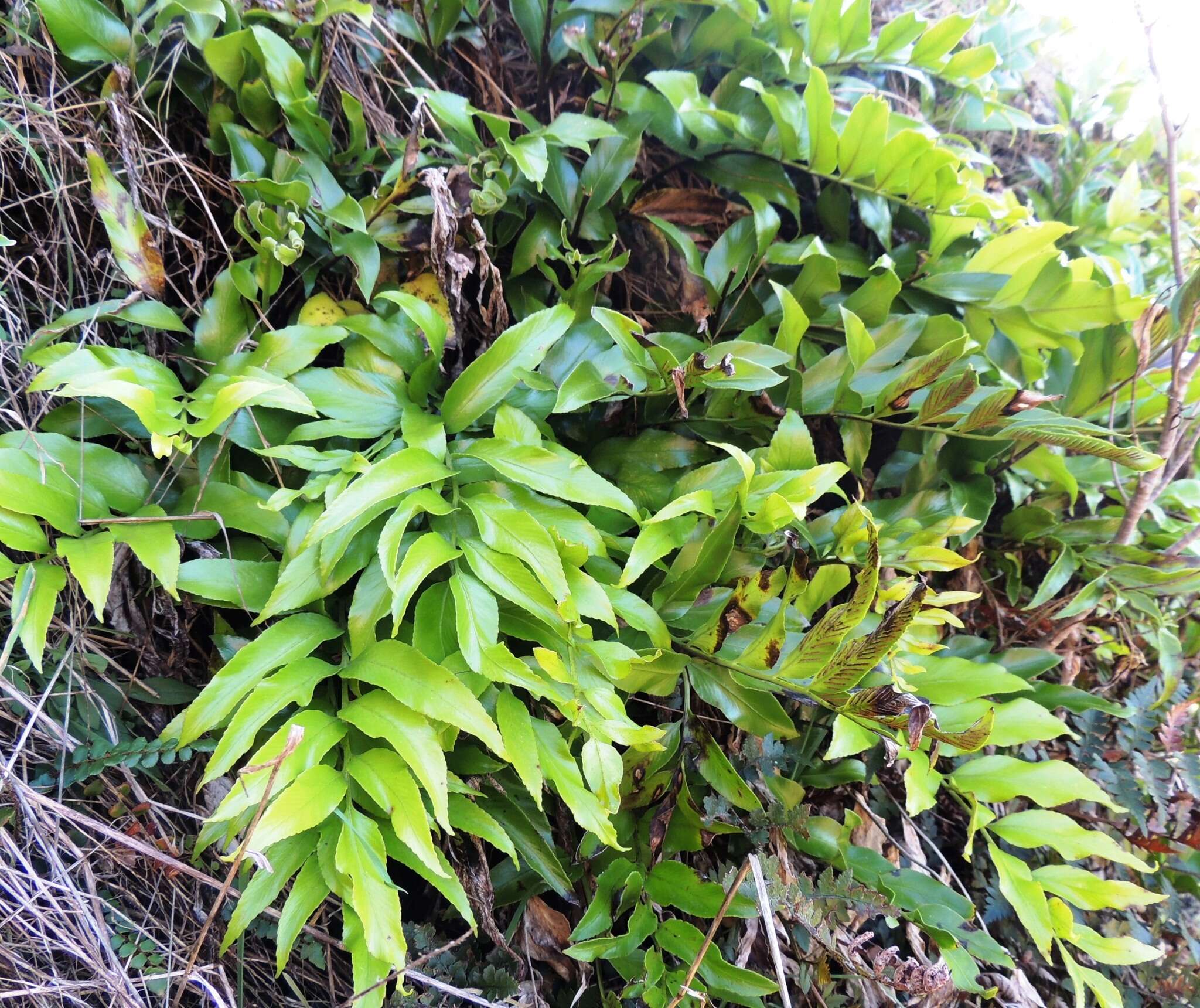 Image of Asplenium oblongifolium Col.