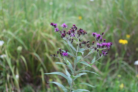 Image of Baldwin's ironweed