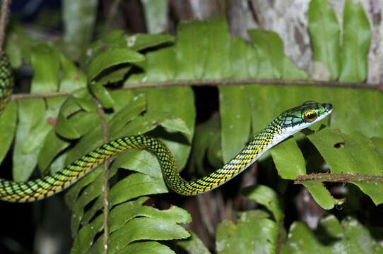 Leptophis ahaetulla nigromarginatus (Günther 1866)的圖片