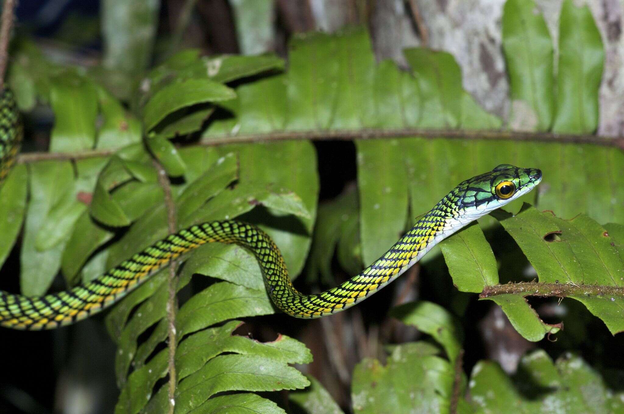 Image of Leptophis ahaetulla nigromarginatus (Günther 1866)