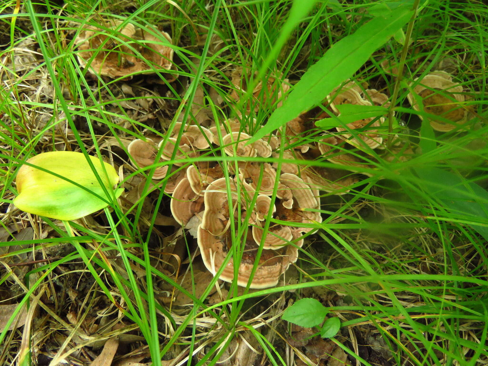 Image of Zoned tooth