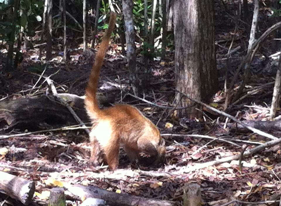 Image of Coati